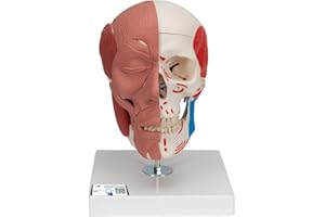 3B Scientific 1020181 Anatomia człowieka - Model czaszki z mięśniami twarzy i połączeniami magnetycznymi + bezpłatne oprogramowanie do anatomii - Inteligentna anatomia 3B