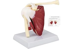 YONGYUN Modello Di Spalla Anatomia, Modello Di Giunto Della Spalla Anatomico Con Muscoli E Tendini, Spalla Di Vita Modello Per Anatomia Medica