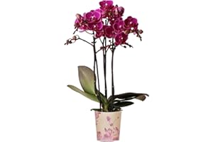 GARDENERSDREAM Orchid Phalaenopsis Multi Merida - Moth Orchid - Real Indoor House Plants - Live Plant for Living Room, Bedroom, Office - Indoor Plant Decor (9cm Pot, 30-40cm)