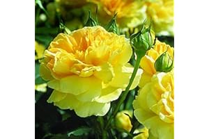 FStening 2 Pezzi Giallo Bulbi Di Peonia Piantato In Giardino All'aperto Tuberi Perenni Forte Adattabilità Facile Da Curare Adatto A Giardinieri Principianti