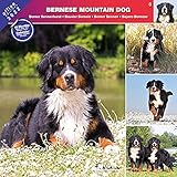 Calendrier Affixe 2023 Calendrier 2022 Bouvier Bernois Chien De Race Bouvier Bernois (Pg) + Offert  Un Agenda De Poche 2022 : Amazon.fr: Fournitures De Bureau