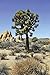 Produktbild Artland Qualitätsbilder I Wandbilder Selbstklebende Wandfolie 20 x 30 cm Landschaften Wüste Foto Blau C9TR Joshua Tree in der Mojave Wüste von Kalifornien
