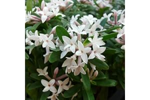 YouGarden Daphne 'Eternal Fragrance', Established Plant in 13cm Pot, Ready to Plant, Evergreen Spring Flowering Shrub, Fragrant Flowers for Pots and Borders
