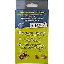 Piège à Punaises Diaboliques BSI – Non Toxique, Avec Attractif – Pour Maison Et Extérieur – Prêt à L'emploi – Lutte écologique Contre Cet Insecte Invasif