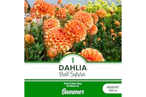 SCHONE 1 x Dahlia Ball Sylvia – Warm Orange Blooms – Perennial – Exotic Gardens and Cottages – Summer Flowering Bulb – for Your Beautiful Garden