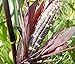 Produktbild Portal Cool B - 0,5 Ounce (~ 50): Organic Seneca Red Stalker Corn Seed - Heirloom Flint Maimen (¼Oz Zu 1 Lb)