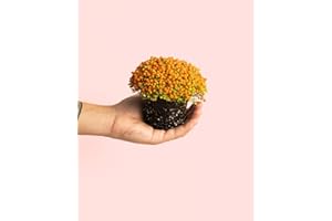 Nertera Granadensis Astrid | Mini Planta Natural | Pur Plant