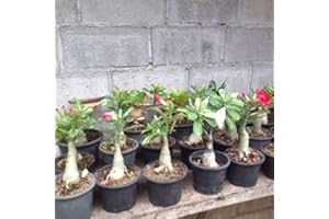 LAMPHLE 120 Unids Mezclado Adenium Desert Rose Semillas de Flores Perennes Jardín Balcón Decoración Flor Árbol Frutal Semillas Vegetales 120 semillas de rosas del desierto.