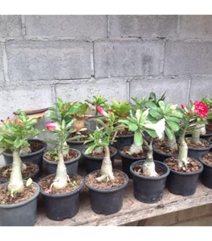 20 Semillas De Rosa Del Desierto (Adenium Obesum) – Para Bonsái, Jardín O Decoración – Regalo Para Amantes De Plantas