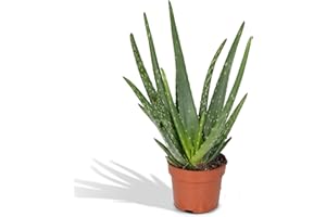 Aloe Vera - h30cm, Ø12cm - plante d'intérieur succulente