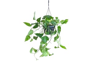 BloomPost Epipremnum Pinnatum Scindapsus - 20-30 cm Plante d'Intérieur - Plantes d'Intérieur Faciles d'Entretien Pour la Maison et le Bureau - Plante Purificatrice d'Air - Dans le Pot de Culture