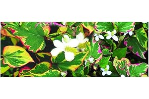 Lincolnshire Pond Plants Ltd Marginal Plants - Live Water Plant Aquatic Pond Lake Marginal - Pond Plants (Houttuynia Cordata 'Chameleon') - 1 Litre Potted