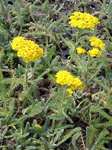 Sedum – Kräuter – Pflanzenpaket Steinrosenflur für 5 m² Dachbegrünung, Steingarten, etc. - 4