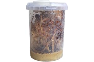 GENERIC Go-Large Advanced Husbandry Flightless Fruit Fly, Drosophila Hydei, Size 2-3mm, Culture with Multiple Life Stages (Go-Large, Mature)