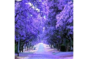 HAPPY GREEN SHOP Jacaranda mimosifolia 40 Seeds + Plant tag + Freebie - Selected Seeds - Blue Bonsai Tree