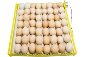 PAIDUOJI Nouveaux modèles 56 incubateurs d'oeufs Plateau à rouleaux Poulet de caille avec moteurs 220V