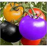 Tomatensamen, 100pcs / pack Regenbogen-Mehrfarben-Tomaten-Garten-organische Fruchtgemüsesamen