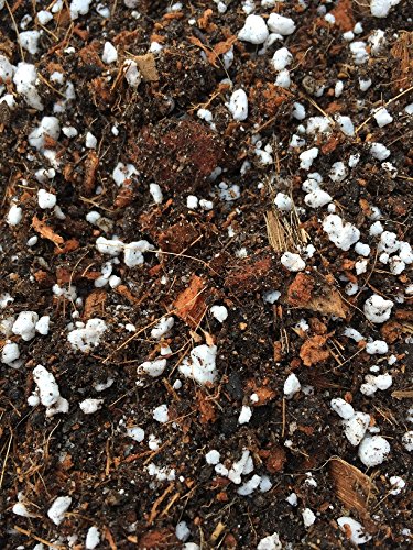 Kombipack Plumeria Frangipanierde zum selber Mischen für 10 Liter Erde + Dünger