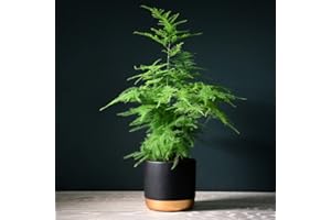 THOMPSON & MORGAN Asparagus Fern House Plant Seeds Asparagus densiflorus Sprengeri Group Tender Perennial Easy to Grow Your Own Houseplants 1x Pack Seed (Approx. 20 Seeds) by Thompson and Morgan