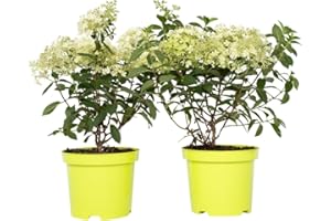 Plant in a Box - Ortensia hydrangea paniculata 'Bobo' - Set di 2 - Ortensia - Arbusto Resistente - Pianta da giardino - Vaso 19cm - Altezza 25-40cm