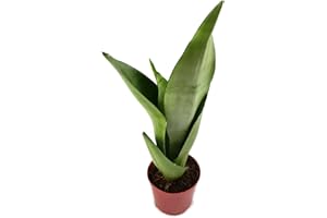 Sansevieria trifasciata"Moonshine", silberner Bogenhanf - sehr schöne Sukkulente/Sanseverie - dekoratives Dickblatt - pflegeleichte Zimmerpflanze