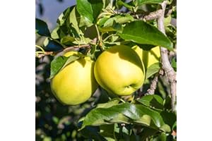 YOUGARDEN 'Golden Delicious' Apple Patio Fruit Tree in a 5L Pot 90-110cm Tall Grow Your Own Fruit