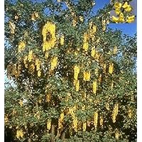 Veredelter Goldregen Vossii - Edel Goldregen - Laburnum watereri Vossii (60-100)