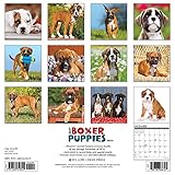 Image de Just Boxer Puppies 2017 Calendar