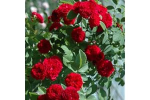 Peter Beales Roses UK Chevy Chase Rambling Rose - Red, Early Summer Blooming, for Outdoor, 450cm Tall, from Asia & Europe
