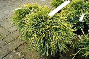 FLORANZA.DE Gelbe Fadenzypresse Sungold Chamaecyparis pisifera Sungold Containerware 20-25 cm