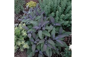 PARK FARM PLANTS Sage: Purple (Salvia officinalis 'Purpurascens')