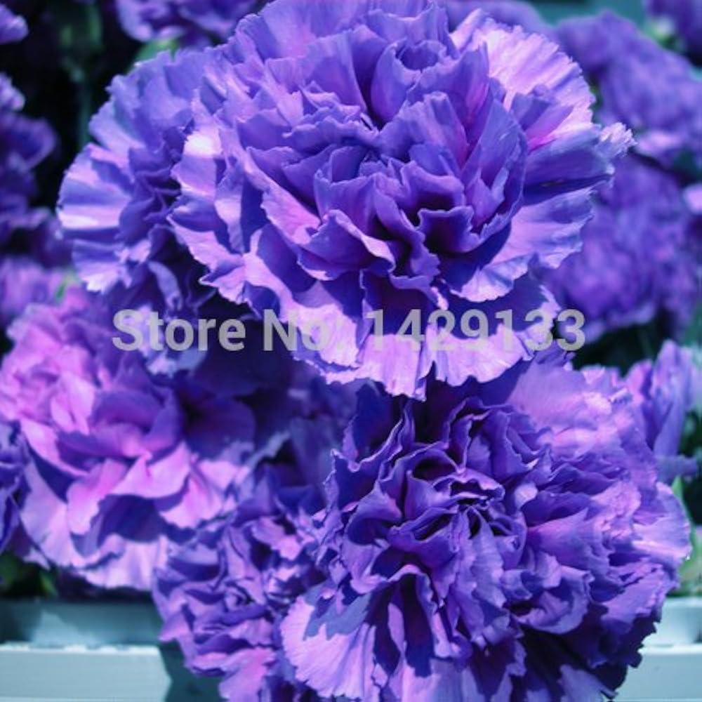 Синие гвоздики. Гвоздики цветы синие. Цветы синие гвоздики. Цветы синие гвоздики. Цветы синие гвоздики.