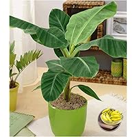 BALDUR-Garten Musa Banana Tropicana, 1 Pflanze Zimmerbanane Zimmerpflanze Zimmerpflanze