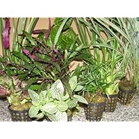 Mühlan - 8 Töpfe Regenwaldmix für Regenwald Terrarium, Paludarium, Sumpfterrarium