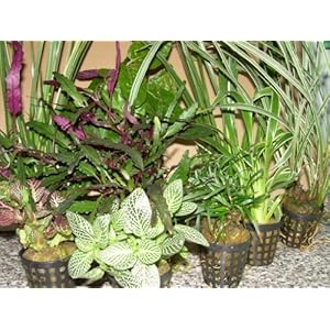 Mühlan - 8 Töpfe Regenwaldmix für Regenwald Terrarium, Paludarium, Sumpfterrarium