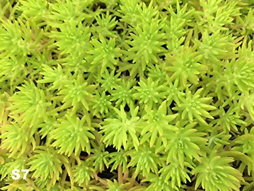 Sedum, Stone Crop Alpine Sempervivum Hens & Chicks mixed 9cm Pot (Sedum Dragons Blood S12, 1 Plant)