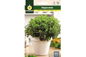 M MASCARELL SEMILLAS DESDE 1920 Mascarell Semillas, ORÉGANO COMÚN, Semillas de Hierbas Aromáticas para Plantar, Crea tu Propio Huerto en Casa, 0,3 Gramos