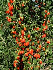 Goji-Beere, 1 Pflanze: Amazon.de: Garten