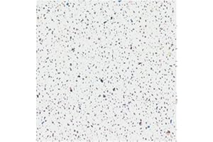Aquabord White Sparkle PVC T&G Wall Panel - Shower Wall Panels - Bathroom Cladding - Kitchen Wall Panels – IPSL Wall Panels Ideal For Bathrooms, Kitchens and Around The Home 2.4x1.0mx10mm