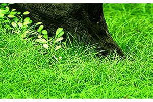 AquaOne Aquarium Pflanze Eleocharis parvula I Wasserpflanze Aquariumpflanze Bodendecker voll durchwurzelt einfach pflegeleicht Aquascaping Dekoration