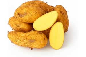 ‎LAMERA Annabelle Potatoes 1-25 kg Fresh Harvest 2025 Firm Cooking Salad Potato for Grilling Potato Salad, Jacket Potatoes, Fried Potatoes, French Fries, Butter Potatoes (10)