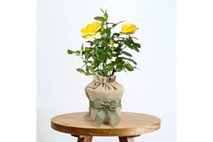 YouGarden Gift Wrapped Rose Golden 50th Wedding Anniversary ®, 4 Litre Potted Rose, Wrapped in a Hessian Bag, Ready to Plant
