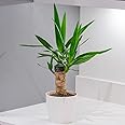 YouGarden Yucca elephantipes, Single Stem Houseplant in 11cm Pot, 45cm Tall and Ready to Display, Yucca Plant for Home or Office, Air Purifying House Plant in Pot