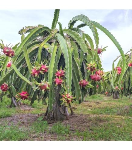 Pachypodium Lamerei RAMOSUM, Madagascar Palm Caudex Bonsai Thorns Seed 5 SEEDS