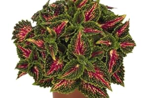 DECOALIVE Cretona Natural Planta Conocida como la Bella Exótica por sus Coloridas Hojas