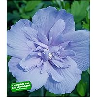 BALDUR-Garten BALDUR-GartenGefüllter Hibiskus Chiffon blau 1 Pflanze Hibiscus syriacus winterhart