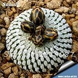  Las semillas reales Mini Cactus 100 PC mezcladas raras plantas suculentas Bonsai Flores Perenne Planta de hierba para la cubierta fácil crecer en macetas de 11