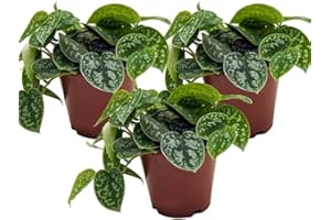 UNSERE-GAERTNEREI-MUELLER Efeutute, Scindapsus, (Epipremnum aureum) Sorte: Pictus, gepunktetes weiss-buntes Blattwerk, rankend, Ampelpflanze, luftreinigend (3er Set je im 12cm Topf)