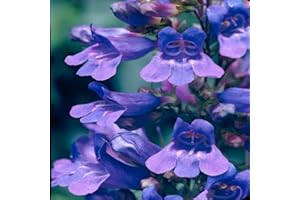 GROWTANICAL Penstemon 'Heavenly Blue' x 3 Perennial Plug Plants