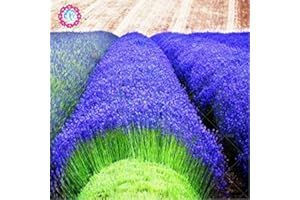 SVI 200 PCS semillas Provenza lavanda francesa muy fragantes flores de lavanda semillas orgánicas perfume planta semillas de flor se dirigen jardín de bonsáis 2